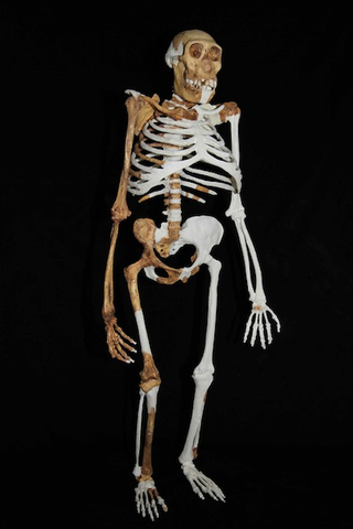 Illustration for article titled This ancient hominin could replace Lucy as humanity's closest evolutionary ancestor